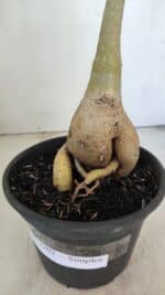 Planta Simples 3202 – 35cm – 03 anos - Imagem 5