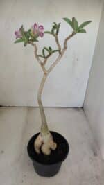 Planta Simples 3202 – 35cm – 03 anos - Imagem 4