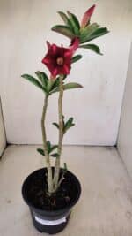 Planta Simples 3203 – 35cm – 03 anos - Imagem 2