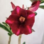 Planta Simples 3203 – 35cm – 03 anos