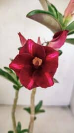 Planta Simples 3203 – 35cm – 03 anos