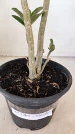 Planta Simples 3203 – 35cm – 03 anos - Imagem 6