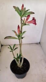 Planta Simples 3203 – 35cm – 03 anos - Imagem 5