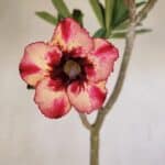 Planta Simples 3204 – 35cm – 03 anos