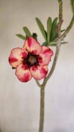 Planta Simples 3204 – 35cm – 03 anos