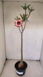 Planta Simples 3204 – 35cm – 03 anos - Imagem 2