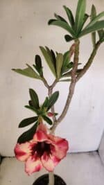 Planta Simples 3204 – 35cm – 03 anos - Imagem 4