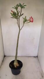 Planta Simples 3204 – 35cm – 03 anos - Imagem 5