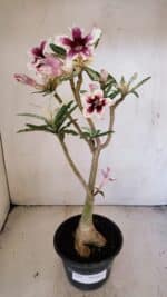 Planta Simples 3205 – 35cm – 03 anos (VARIEGATA de semente) - Imagem 2