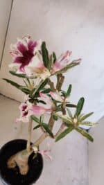 Planta Simples 3205 – 35cm – 03 anos (VARIEGATA de semente) - Imagem 4