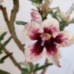 Planta Simples 3205 – 35cm – 03 anos (VARIEGATA de semente)