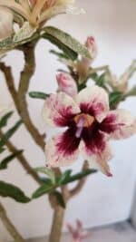 Planta Simples 3205 – 35cm – 03 anos (VARIEGATA de semente)