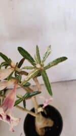 Planta Simples 3205 – 35cm – 03 anos (VARIEGATA de semente) - Imagem 5