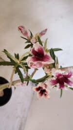 Planta Simples 3205 – 35cm – 03 anos (VARIEGATA de semente) - Imagem 11