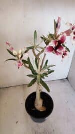 Planta Simples 3205 – 35cm – 03 anos (VARIEGATA de semente) - Imagem 9