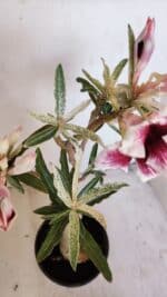 Planta Simples 3205 – 35cm – 03 anos (VARIEGATA de semente) - Imagem 8