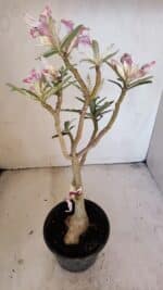 Planta Simples 3205 – 35cm – 03 anos (VARIEGATA de semente) - Imagem 6