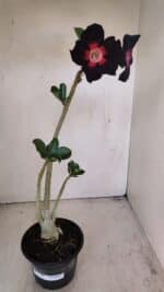 Planta Simples 3206 – 30cm – 02 anos - Imagem 2