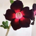 Planta Simples 3206 – 30cm – 02 anos