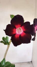 Planta Simples 3206 – 30cm – 02 anos