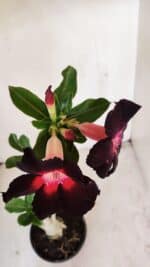 Planta Simples 3206 – 30cm – 02 anos - Imagem 4