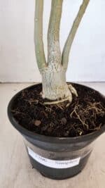 Planta Simples 3206 – 30cm – 02 anos - Imagem 6