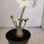 Planta Simples 3207 – 28cm – 02 anos