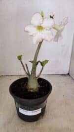 Planta Simples 3207 – 28cm – 02 anos