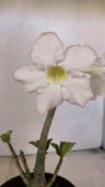 Planta Simples 3207 – 28cm – 02 anos - Imagem 3