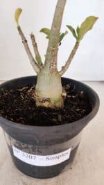 Planta Simples 3207 – 28cm – 02 anos - Imagem 6