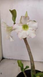 Planta Simples 3207 – 28cm – 02 anos - Imagem 5