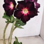 Planta Simples 3208 – 30cm – 02 anos