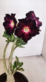 Planta Simples 3208 – 30cm – 02 anos