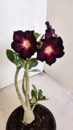 Planta Simples 3208 – 30cm – 02 anos - Imagem 7