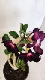 Planta Simples 3208 – 30cm – 02 anos - Imagem 5