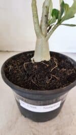 Planta Simples 3208 – 30cm – 02 anos - Imagem 6