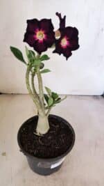 Planta Simples 3208 – 30cm – 02 anos - Imagem 2