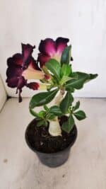 Planta Simples 3208 – 30cm – 02 anos - Imagem 4