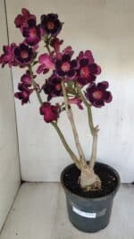 Planta Simples 3209 – 50cm – 04 anos - Imagem 2