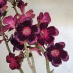 Planta Simples 3209 – 50cm – 04 anos