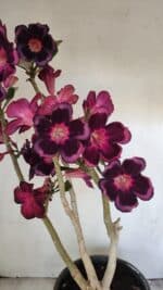 Planta Simples 3209 – 50cm – 04 anos