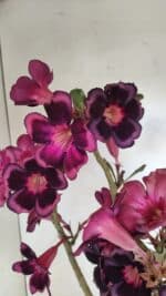 Planta Simples 3209 – 50cm – 04 anos - Imagem 4