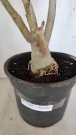 Planta Simples 3209 – 50cm – 04 anos - Imagem 9