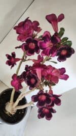 Planta Simples 3209 – 50cm – 04 anos - Imagem 8