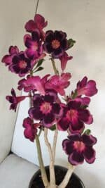 Planta Simples 3209 – 50cm – 04 anos - Imagem 7