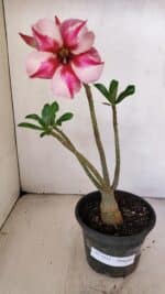 Planta Simples 3211 – 30cm – 03 anos - Imagem 2