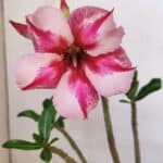 Planta Simples 3211 – 30cm – 03 anos