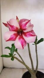 Planta Simples 3211 – 30cm – 03 anos