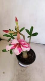 Planta Simples 3211 – 30cm – 03 anos - Imagem 4