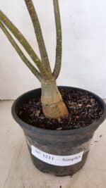 Planta Simples 3211 – 30cm – 03 anos - Imagem 7